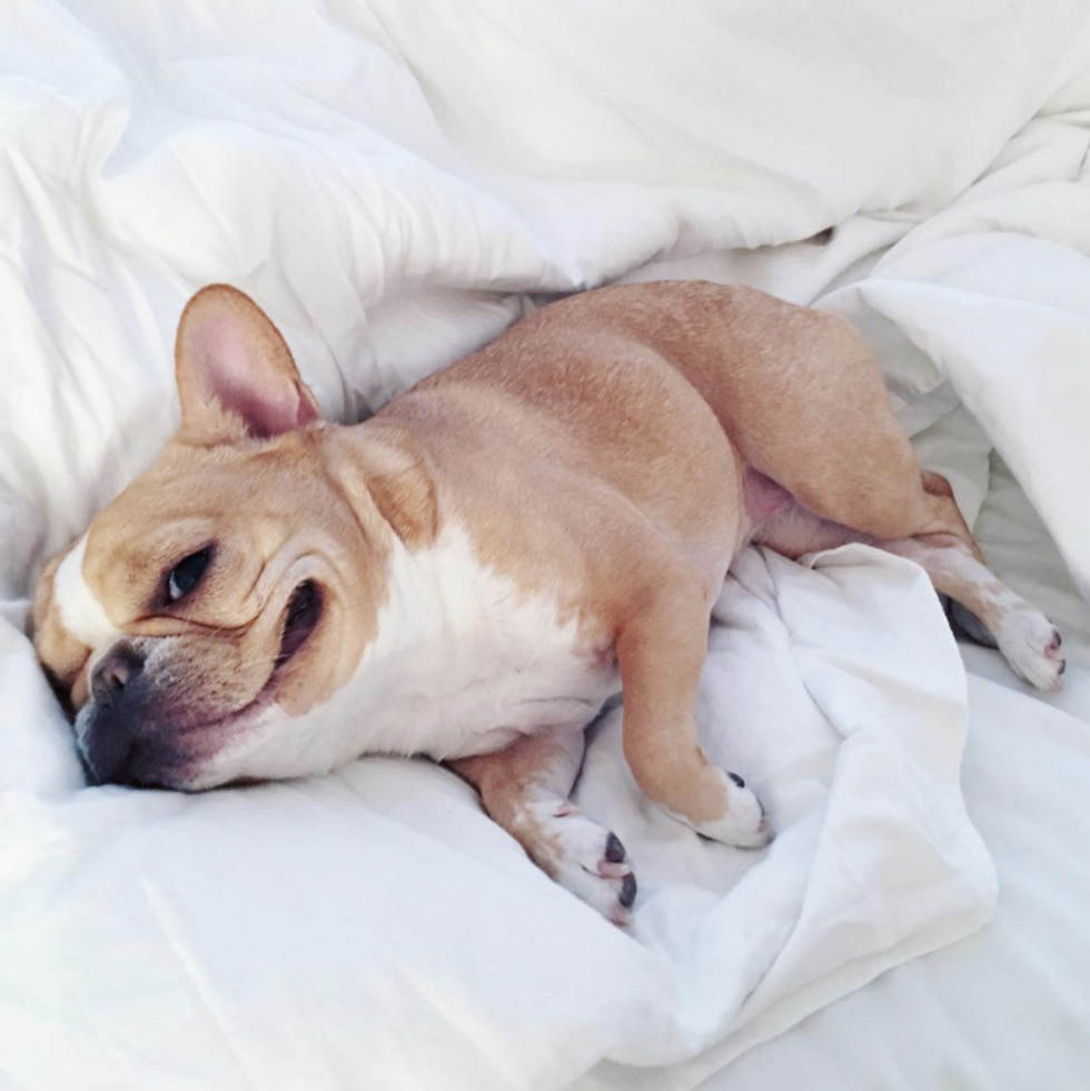 18 Dogs To Follow On Instagram