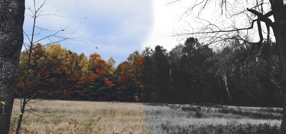 A Black and White Love on a Multi-hued Fall Day