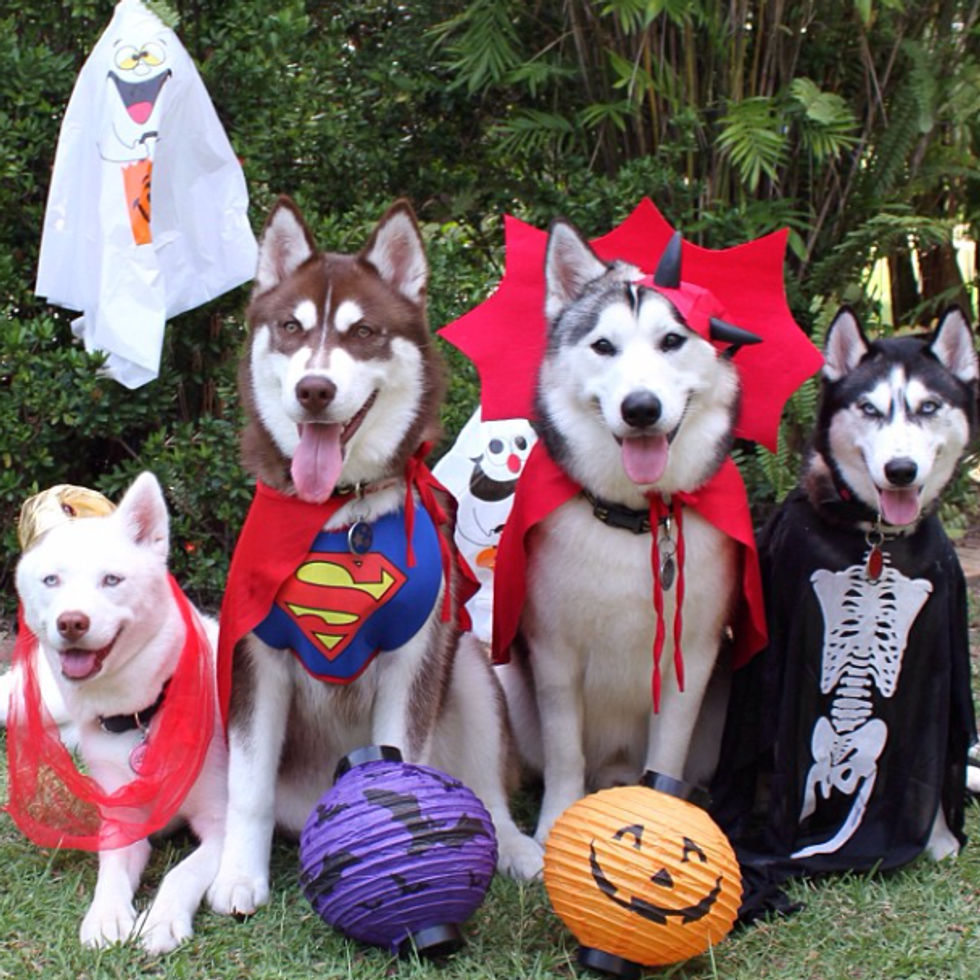 Best Pet Costumes For Halloween 2016