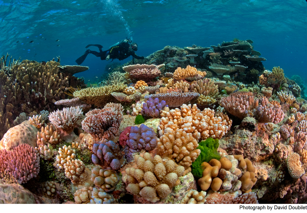 The Great Barrier Reef