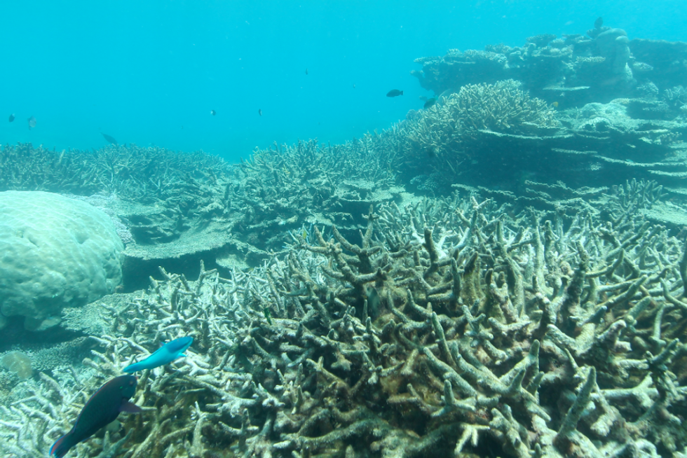 The Great Barrier Reef Is Dying