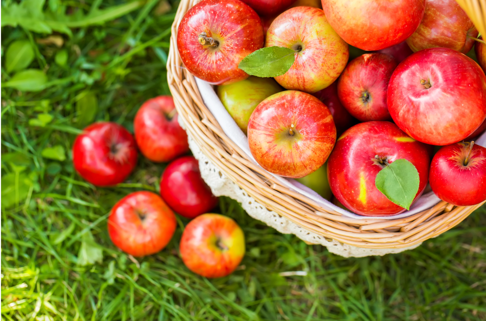 13 Thoughts We All Have While Apple Picking