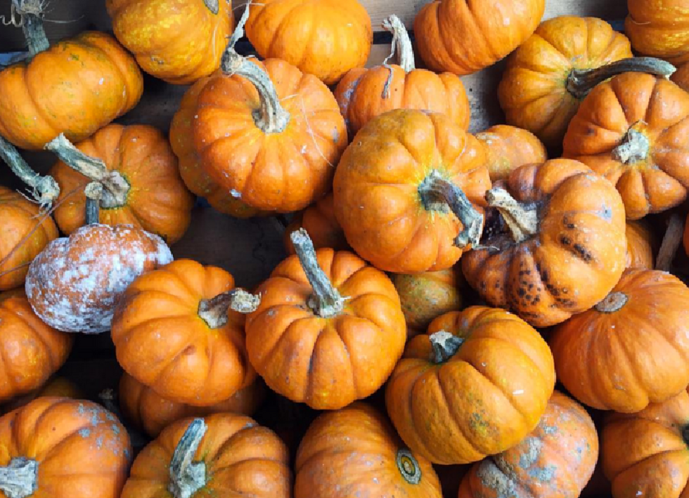 5 Healthy Pumpkin Recipes You Need To Try This Fall