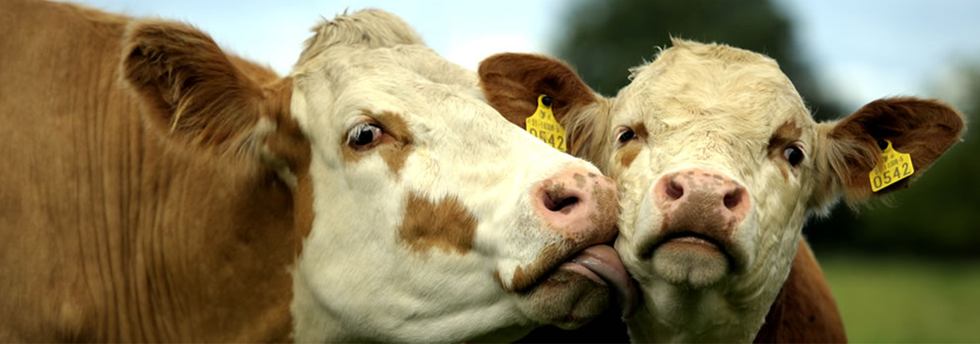 14 Fun Facts about Irish Cows