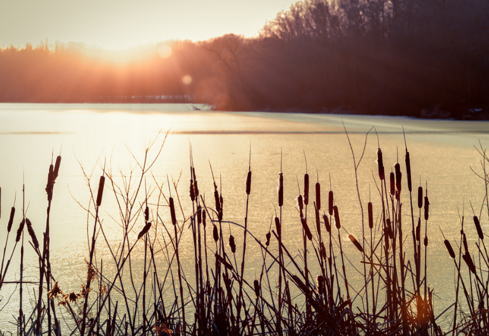 Short Story: One Amongst The Cattails