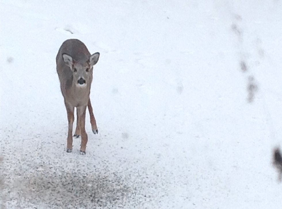 Fort Thomas Vs. The Deer