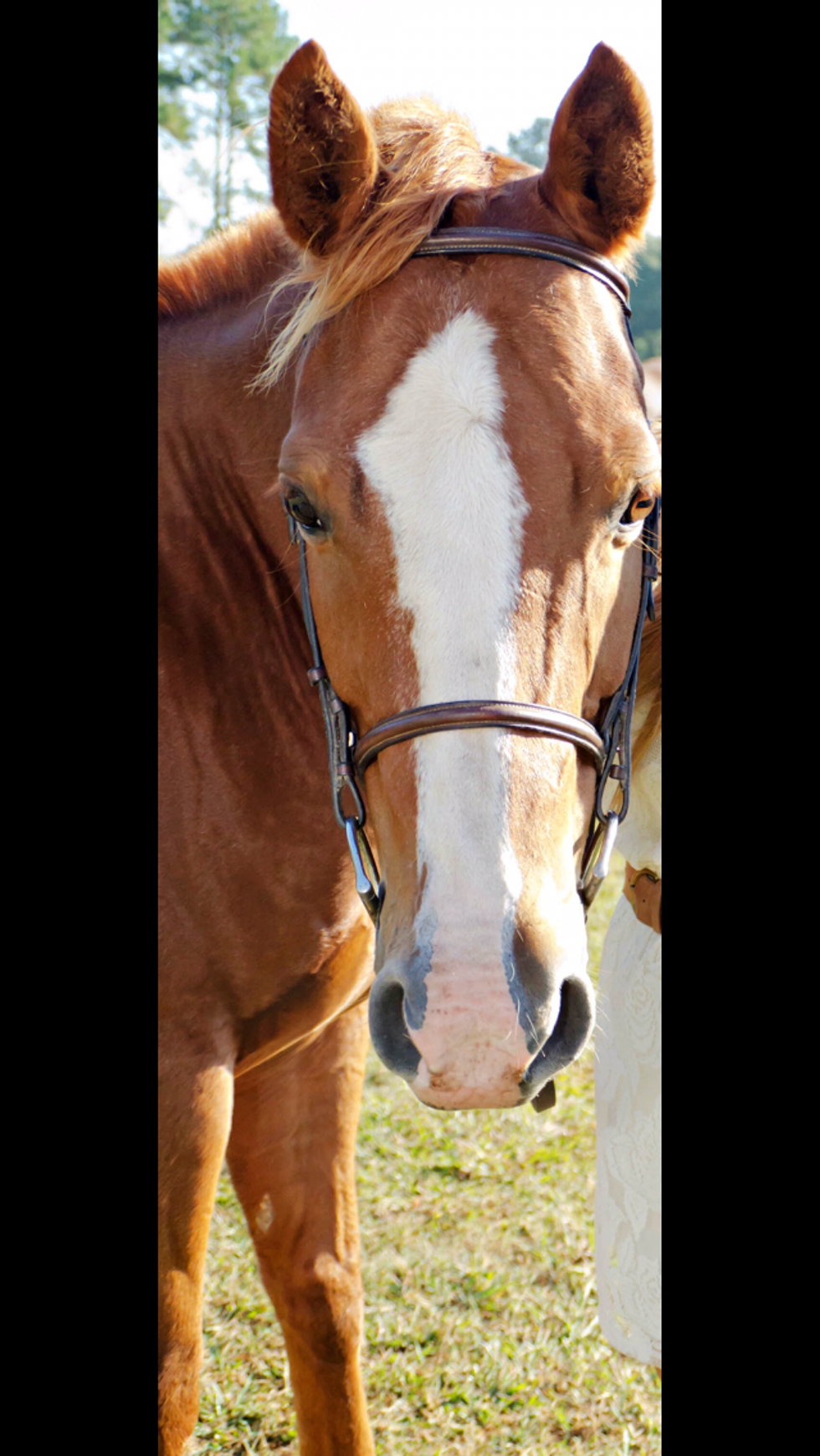 Why Quarter Horses Are The Breed To Own