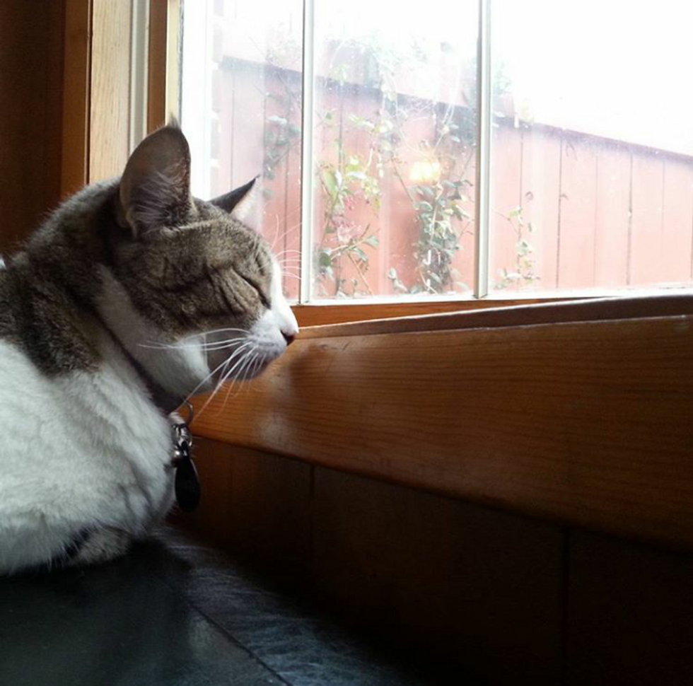 12 Ways My Cat Helps Me Procrastinate