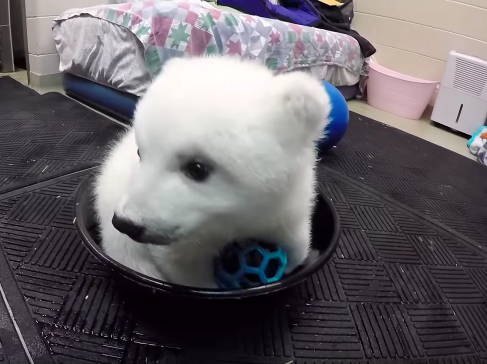 A Timeline Of Columbus Zoo's Newest Polar Bear, Nora