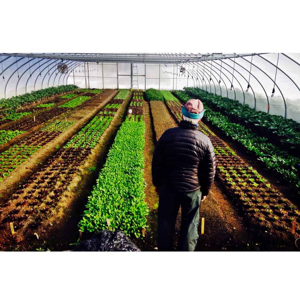 The Paradox Of Organic Farming