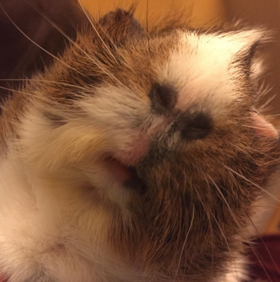 How I Became Addicted To Guinea Pigs