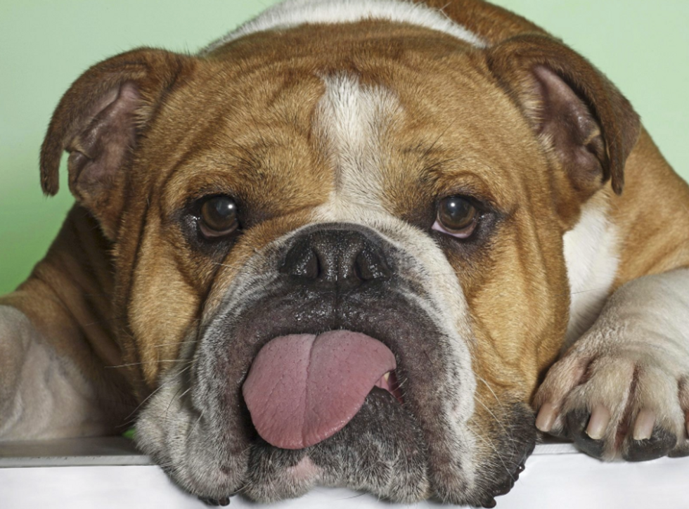 5 Things Dogs Do That Human's Couldn't Get Away With