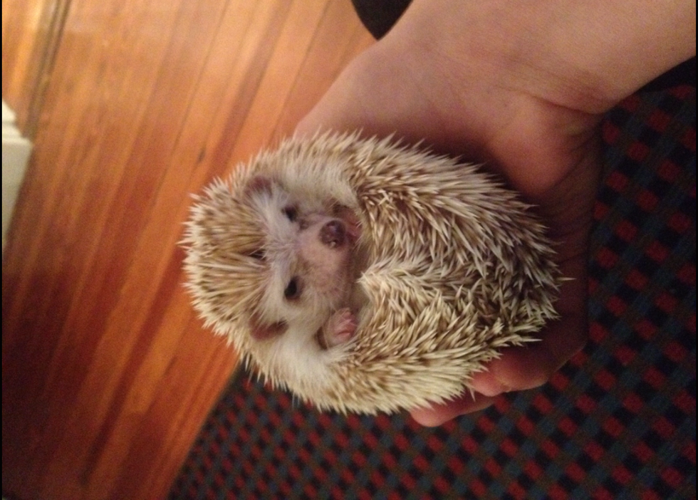 A Particularly Prickly Pet: Don't Judge A Pet By Their Looks