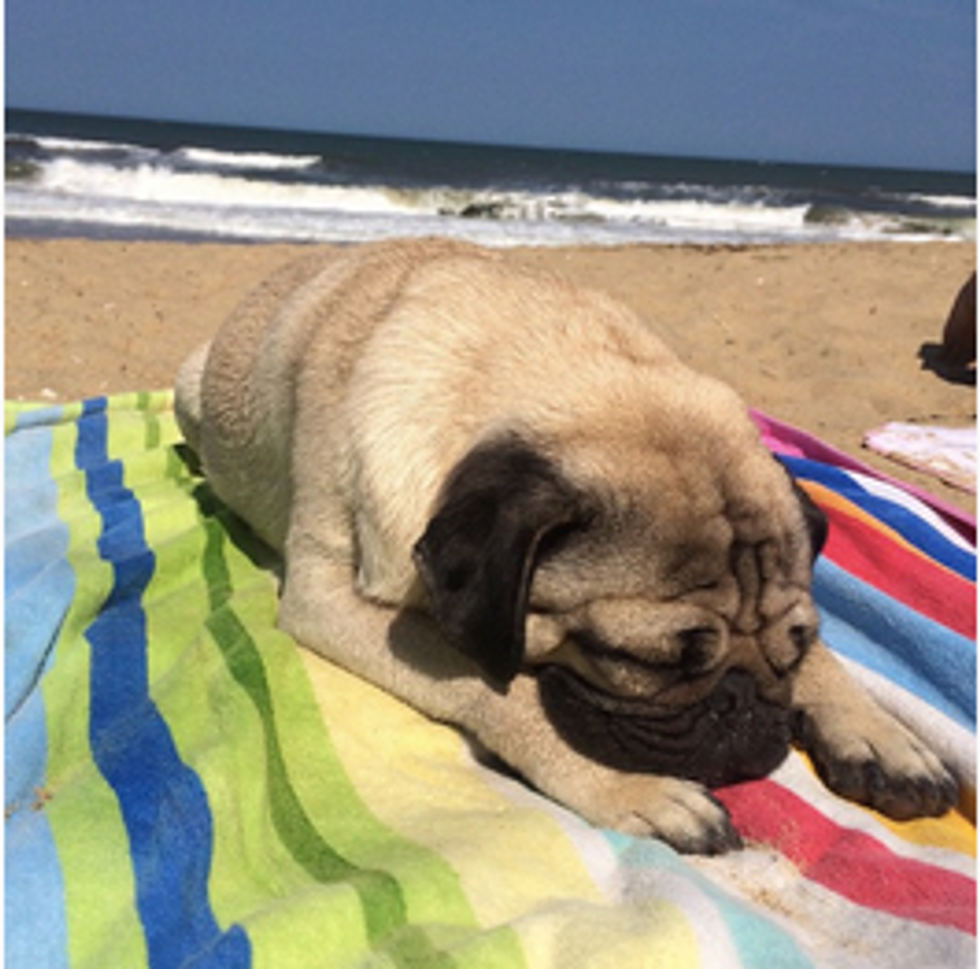 10 Times Doug The Pug Did Summer Better