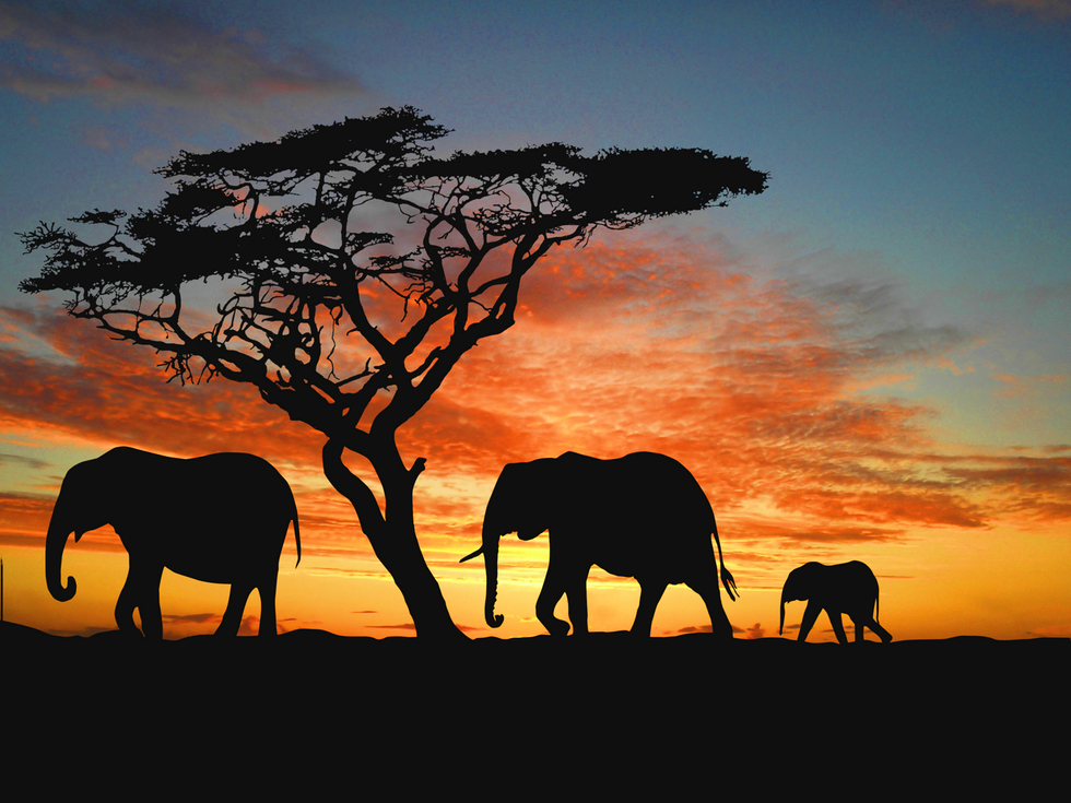 Hunting Nature's Beauty: The Poaching And Hunting Of Wildlife In Africa