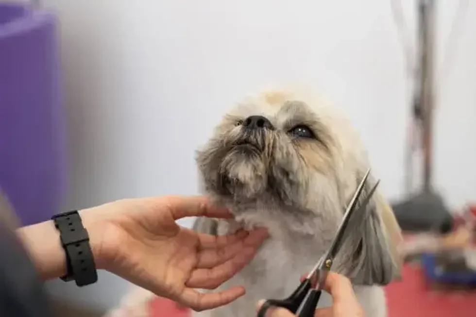 How to Choose the Perfect Dog Grooming Shears for Your Pet’s Coat Type