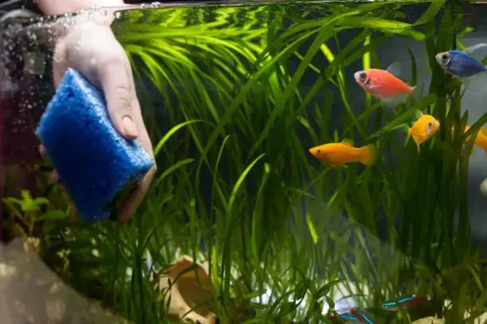 Is it safe to purchase a self cleaning fish tank? Everything you should need to know