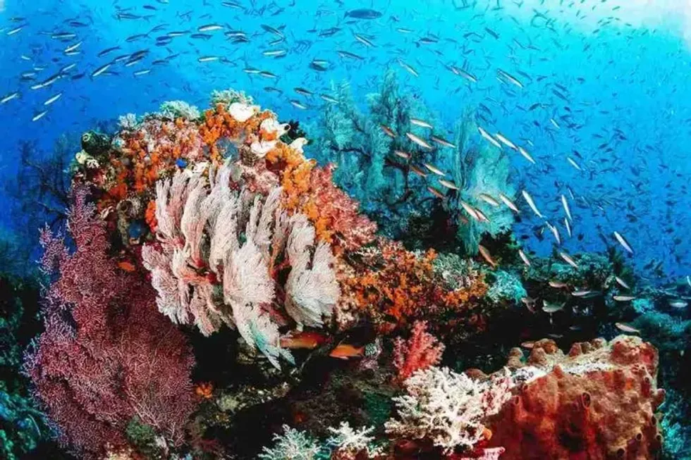 Everything You Need To Know About The Raja Ampat Coral Reef Disaster