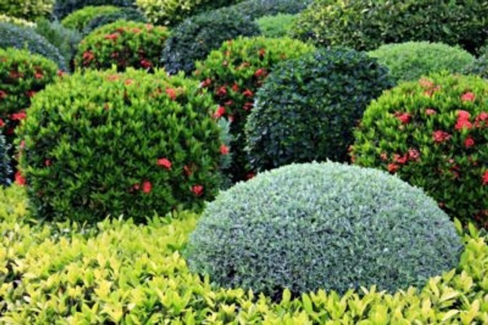 Shrubs